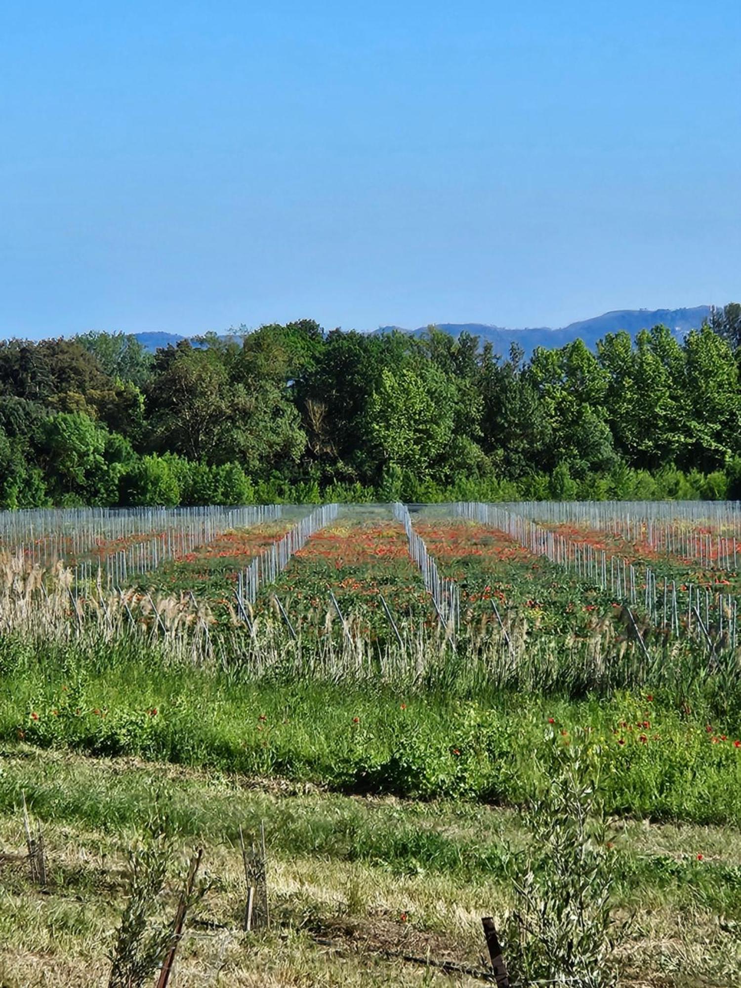 Domaine Villecarla Villedubert